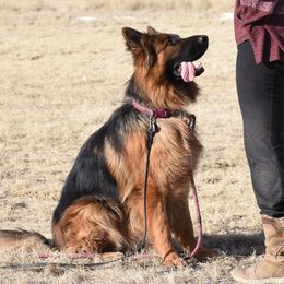 Belgian Malinois, Dutch Shepherds, and xDutch Shepherds from MarathonK9 Kennel