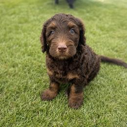 Cognac - Chocolate male Goldendoodle puppy in Glendale, Arizona from CocoLove Doodles