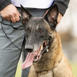 Rudy - Belgian Malinois