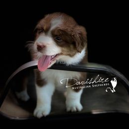 Australian Shepherd Puppies from Davishire Australian Shepherds