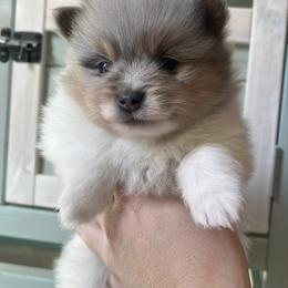 Chance - Blue merle male Pomeranian puppy in Waller (Northwest Of Houston), Texas from Blue Cottage Pomeranians