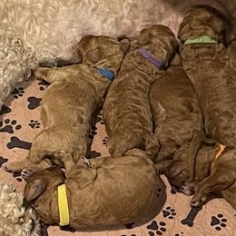 Goldendoodles from Goldendoodle Puppies