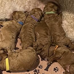 Goldendoodles from Goldendoodle Puppies