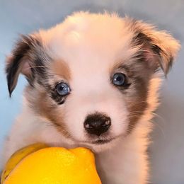 Poodles and Toy Australian Shepherds from High Desert Companions