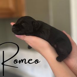 Romeo  AKC - Black Miniature Schnauzer puppy in Victorville, California from West Coast Royal Miniature Schnauzer