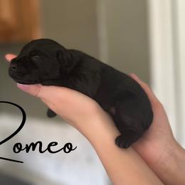 Romeo  AKC - Black Miniature Schnauzer puppy in Victorville, California from West Coast Royal Miniature Schnauzer