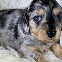 Kiwi - Dapple female Dachshund puppy in Oregon from SoCo Dachshunds