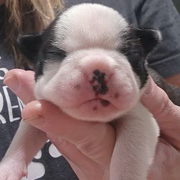 Companion Cross and French Bulldog Puppies from Legends Frenchton's, French Bulldogs & French Bullhuahua's