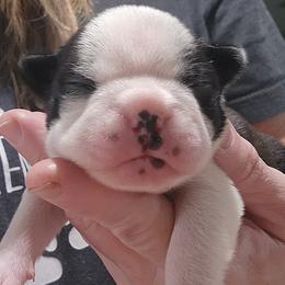 Companion Cross and French Bulldog Puppies from Legends Frenchton's, French Bulldogs & French Bullhuahua's
