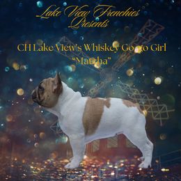 Matcha - French Bulldog