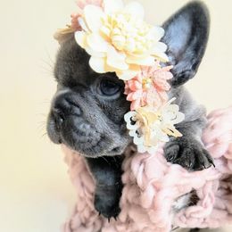 French Bulldog puppies from Mini French Bulldog Pups