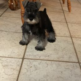 Miniature Schnauzer Puppies from D’Elegant Paws