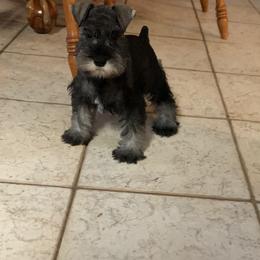 Miniature Schnauzer Puppies from D’Elegant Paws