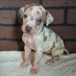 Lilac Fawn Harlequin Female - Harlequin female Great Dane puppy in Cunningham, Kansas from Garden Grove Great Danes