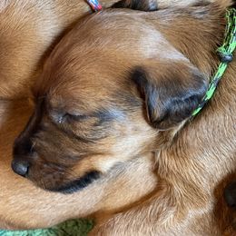 Boy 1 green collar - Irish Terrier puppy from Avonlea Terriers