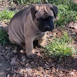 Fawn Females available - Fawn female Bullmastiff puppy in Comer, Georgia from Caro Bullmastiffs