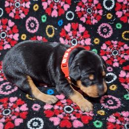 Smokey - Black and rust male Miniature Pinscher puppy in Grove, Oklahoma from K&J's Min Pins Of Grand Lake