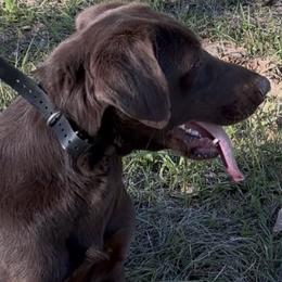 Remi - Labrador Retriever