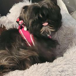 Beara - Shih Tzu