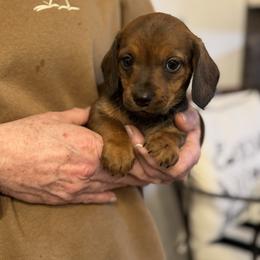 Taco Bella - Red female Dachshund puppy in Boston, Kentucky from Boston Crossing