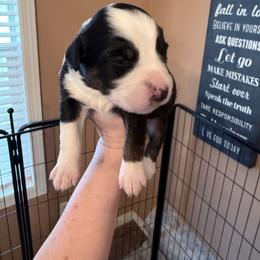 Willow - Black tri female Miniature Australian Shepherd puppy in Romney, West Virginia from South Branch Mini Aussies