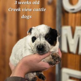 Boy 1 - Blue male Australian Cattle Dog puppy in Monroe, North Carolina from Creek View Cattle Dogs