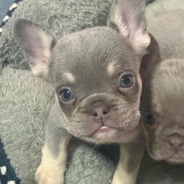 Lucy - Tricolors female French Bulldog puppy in Fulton, Missouri from FamLee Frenchies