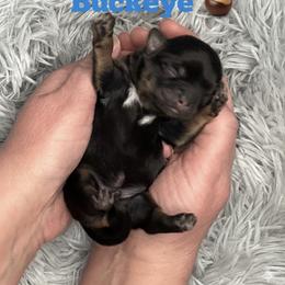 Buckeye - Black and tan male Shih Tzu puppy in Springboro, Ohio from Shih Tzus of Springboro LLC.