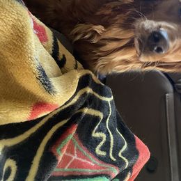 Lucy  - Golden Retriever