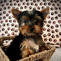 Atticus - Black and tan male Yorkshire Terrier puppy in San Antonio, Texas from CISCOK9
