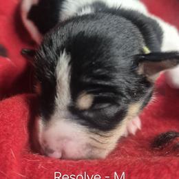 Resolve - White and black male Teddy Roosevelt Terrier puppy in Murray, Kentucky from Froschwald German Shepherds and Xanadu Teddy Roosevelt Terriers