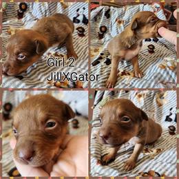 Girl 2 - Red female Australian Kelpie puppy in Bradford, Arkansas from Cedar Rock Heelers and Kelpies