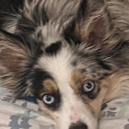 Miniature American Shepherds from Bodin Minatare American Shepards