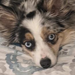 Miniature American Shepherds from Bodin Minatare American Shepards