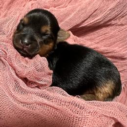 Dolly Rose (AKC Tiny) - Black and tan female Yorkshire Terrier puppy in Fairview, West Virginia from Prims Puppies LLC