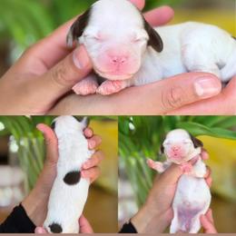 February - Tri-color female Cavapoo puppy in Yuciapa, California from AlltheDoodlez_