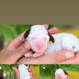 February - Tri-color female Cavapoo puppy in Yuciapa, California from AlltheDoodlez_