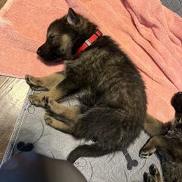 Red - Sable male German Shepherd puppy in Ottawa, Kansas from Weberhaus German Shepherds
