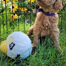 Poodle Puppies from Elite Standard Poodle
