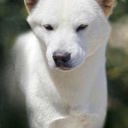 Jindo All Grown Up from Hwarang Kennel Korean Jindo | 화랑 진돗개