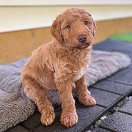 Trigger - Apricot male Aussiedoodle puppy in Holly Springs, North Carolina from Whiskey River Doodles