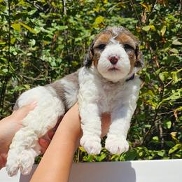 Trolli - Merle female Bernedoodle puppy in Decatur, Georgia from So Adoodable