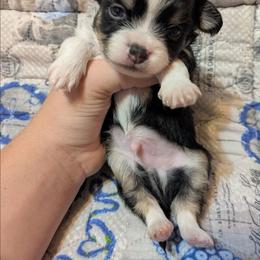 Baxter - Black and white male Chihuahua puppy in Amity, Pennsylvania from Baxters Chihuahuas