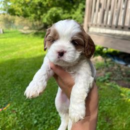 Autumn - Blenheim female Cavapoo puppy in Bloomfield, New York from Campbell Cavapoos