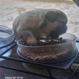 Shih Tzu Puppies from Shannon's Shih Tzu's