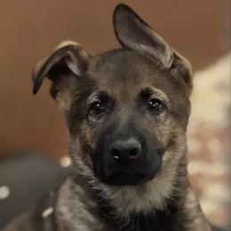 Boy 2 - Sable male German Shepherd puppy in La Porte, Indiana from Haus Kriegerhund
