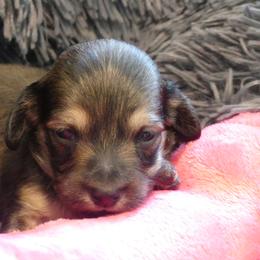 AKC Shaded Cream Girl - Cream female Dachshund puppy in Plant City, Florida from Oakley's Dachshund Ranch