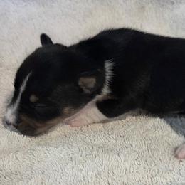 Girl 12 - Black white and tan female Rat Terrier puppy in Traverse, Michigan from Far North Rat Terriers