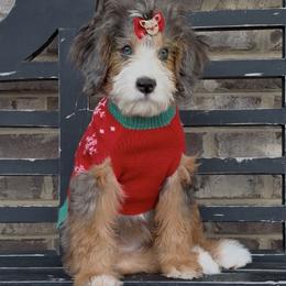 Harper - Bernedoodle