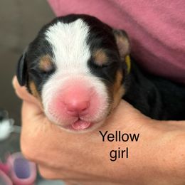 Yellow girl - Black, white and red female Greater Swiss Mountain Dog puppy in Woodland, Washington from Woodland Swissie’s